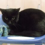 .LAZO attend ses nouveaux maîtres à la SPAA d’Angers.