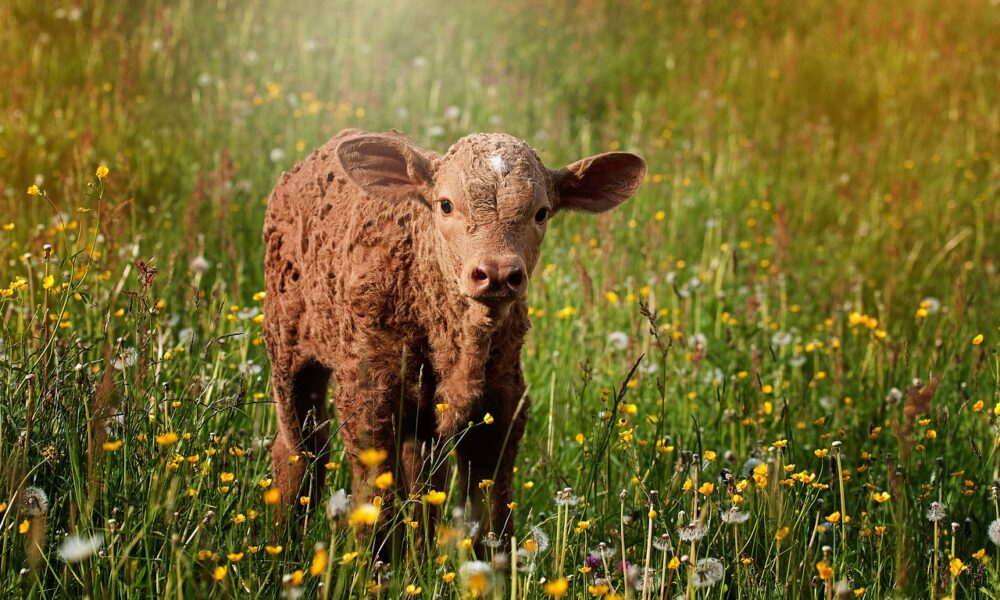Veau de boucherie : la Corrèze tend à se diriger aussi vers cette Veau de boucherie : la Corrèze tend à se diriger aussi vers cette