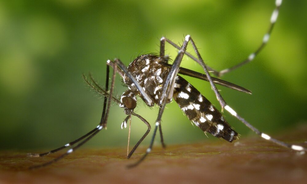 Photo: My Angers Chikungunya à La Rochelle : démoustication programmée après un cas importé