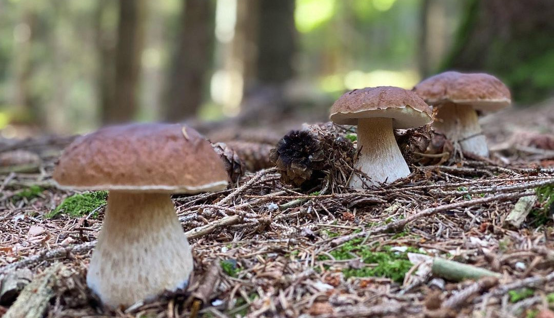 Alerte aux champignons toxiques : un guide pratique pour les reconnaître et  les éviter – Angers Info