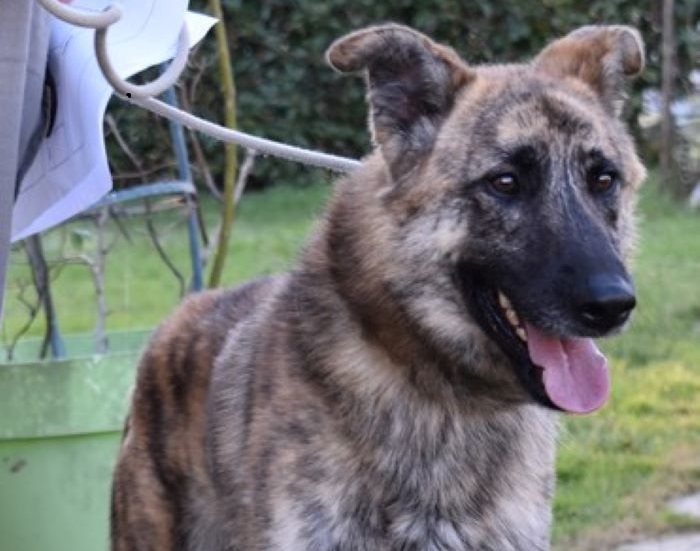 Adoption Le Chien SHENZI Attend Ses Nouveaux Ma tres La SPAA D Adoption Le Chien SHENZI Attend Ses Nouveaux Ma tres La SPAA D