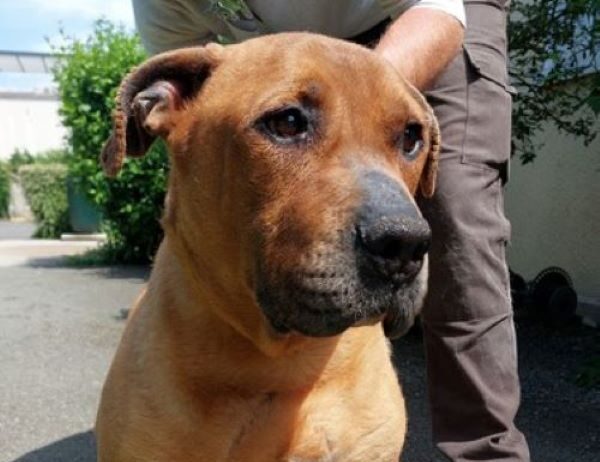 Adoption Le Chien SNOOP Attend Ses Nouveaux Ma tres La SPAA D Angers Adoption Le Chien SNOOP Attend Ses Nouveaux Ma tres La SPAA D Angers