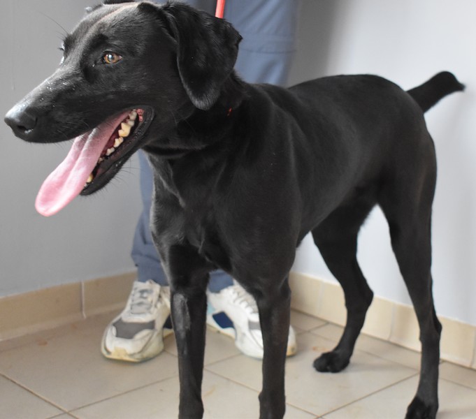 Adoption KAYA Attend Ses Nouveaux Ma tres La SPAA D Angers Angers Adoption KAYA Attend Ses Nouveaux Ma tres La SPAA D Angers Angers