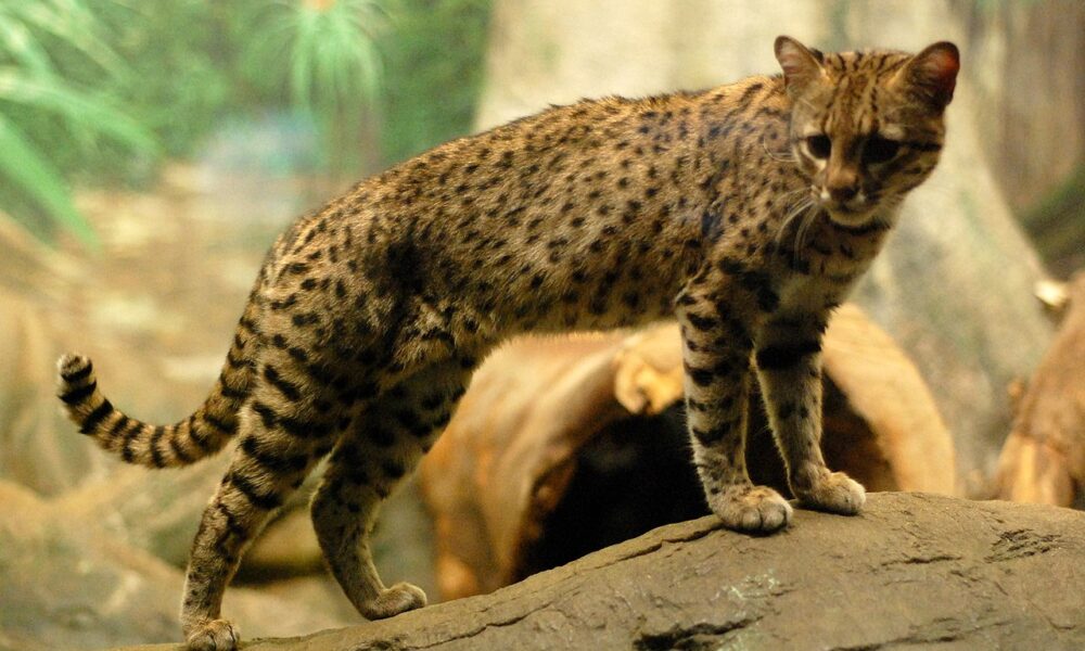 Naissance exceptionnelle d’un chat de Geoffroy au Spaycific’Zoo