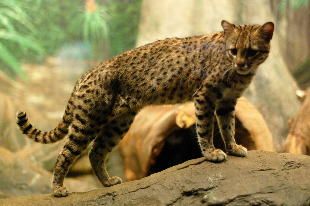 L’image actuelle n’a pas de texte alternatif. Le nom du fichier est : 1280px-Geoffroys_Cat.jpg