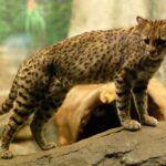Naissance exceptionnelle d’un chat de Geoffroy au Spaycific’Zoo