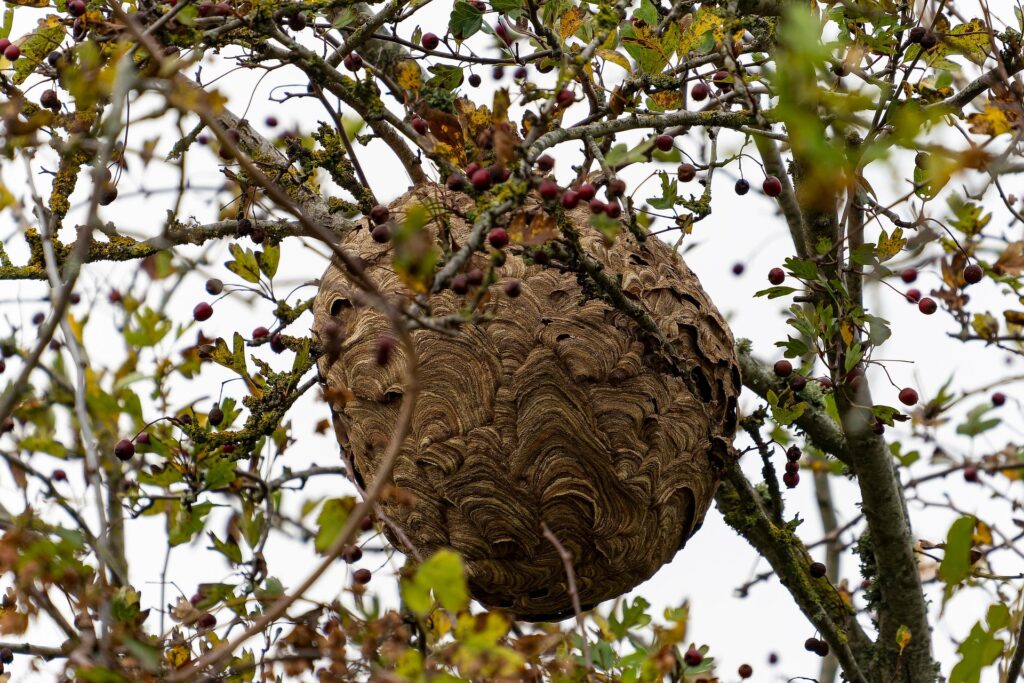L’image actuelle n’a pas de texte alternatif. Le nom du fichier est : apnear40-insect-6785749_1920-e1779104348265.jpg