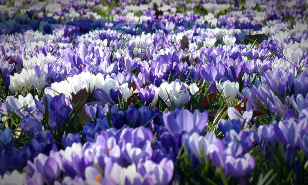 Près d’un siècle de confettis et de pétales : la saga de la Fête des Fleurs de Saint-Macaire