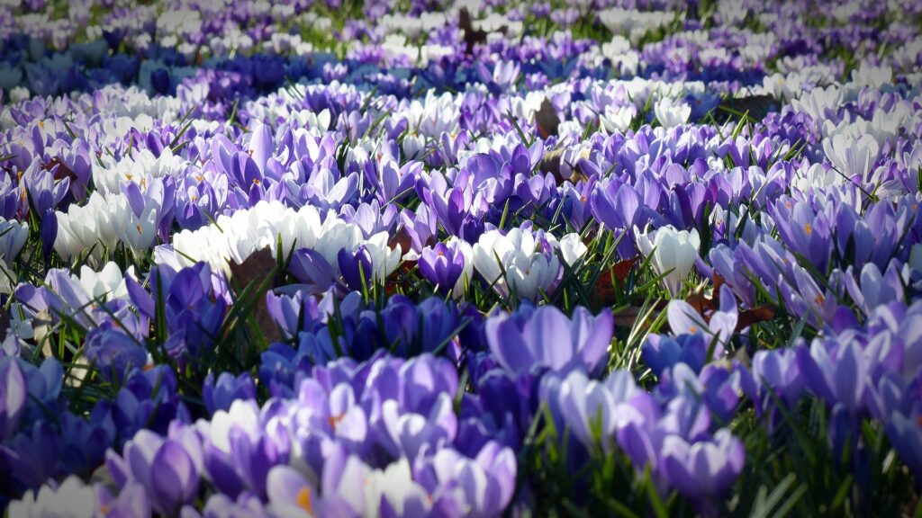 L’image actuelle n’a pas de texte alternatif. Le nom du fichier est : bernswaelz-crocus-1261310_1920.jpg
