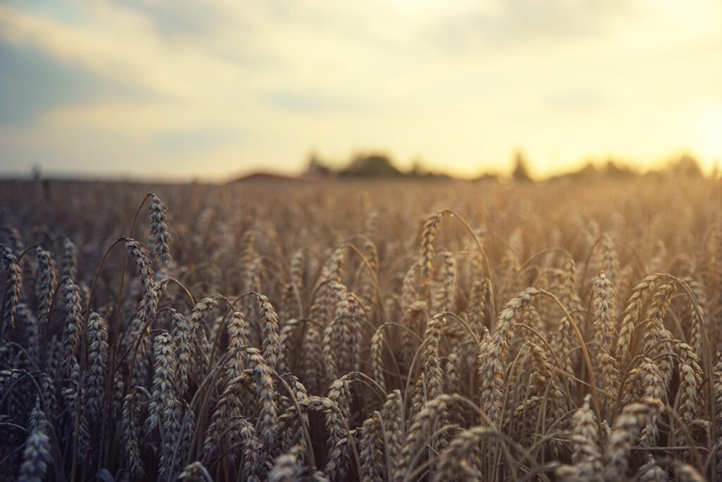 L’image actuelle n’a pas de texte alternatif. Le nom du fichier est : jplenio-wheat-5207174-scaled.jpg