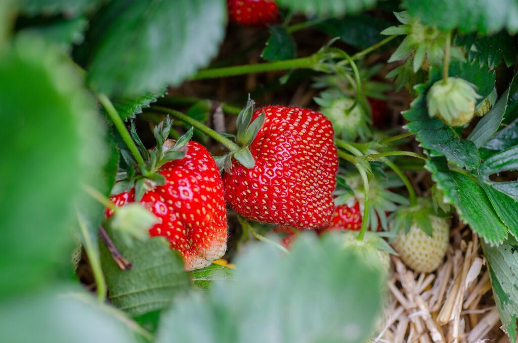 L’image actuelle n’a pas de texte alternatif. Le nom du fichier est : kathas_fotos-strawberries-7323943_1920.jpg