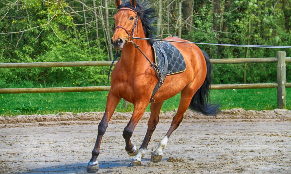 Équitation : Un week-end de grand spectacle s’annonce sur les pistes de l’Anjou