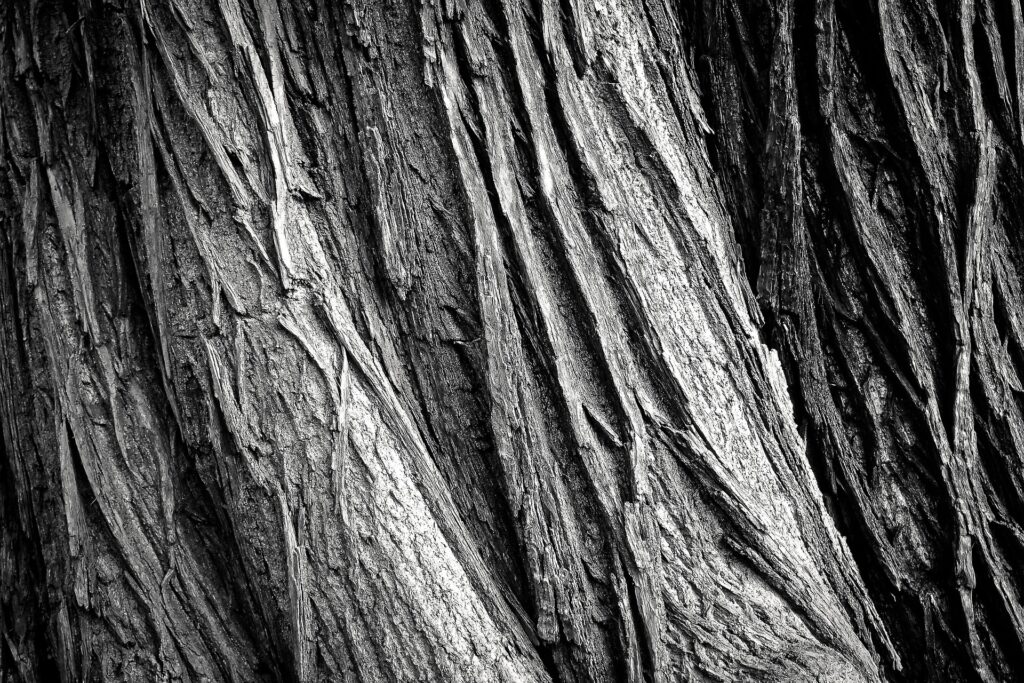 L’image actuelle n’a pas de texte alternatif. Le nom du fichier est : 652234-tree-2106115_1920.jpg