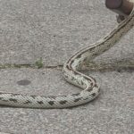 La découverte d’un serpent en pleine rue sème l’émoi en plein centre-ville d’Angers