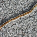 Le département de la Manche placé en alerte face à la prolifération des chenilles urticantes