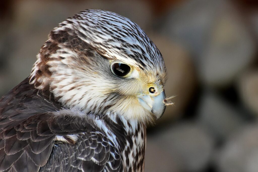 L’image actuelle n’a pas de texte alternatif. Le nom du fichier est : alexas_fotos-falcon-3376350_1920.jpg