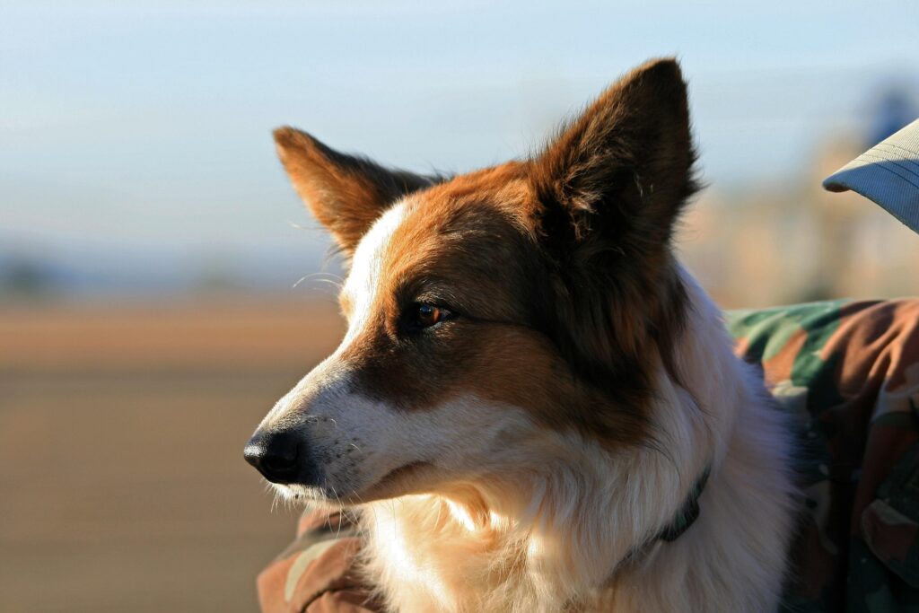 L’image actuelle n’a pas de texte alternatif. Le nom du fichier est : bluesnap-dog-7329366_1920.jpg