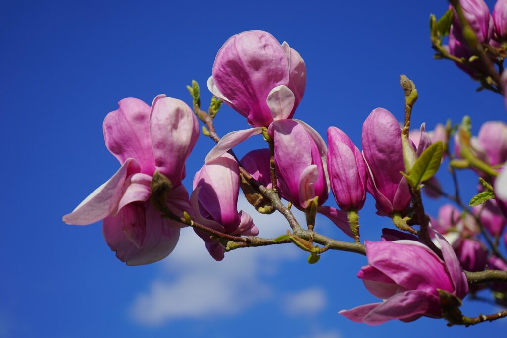 L’image actuelle n’a pas de texte alternatif. Le nom du fichier est : hans-magnolia-324299_1920.jpg
