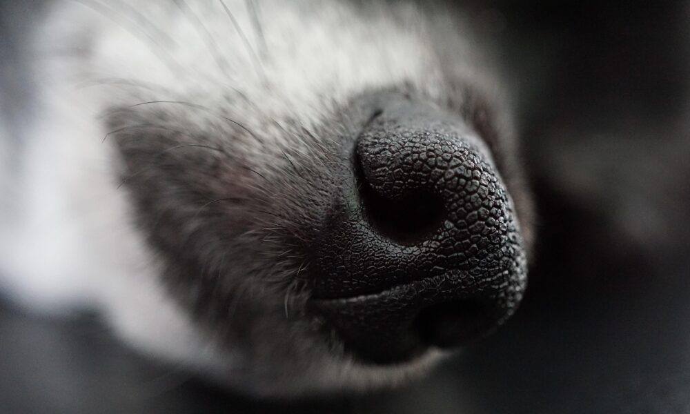Saintes : quatre chiens vivant dans des conditions insalubres secourus par la police