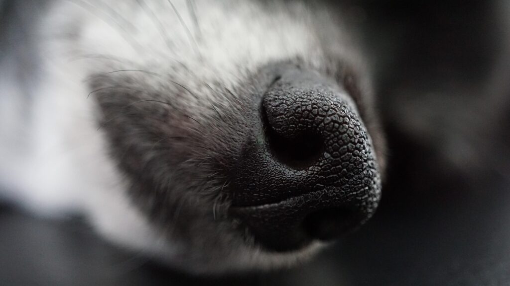 L’image actuelle n’a pas de texte alternatif. Le nom du fichier est : mylene2401-dog-4398803_1920.jpg