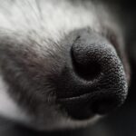 Saintes : quatre chiens vivant dans des conditions insalubres secourus par la police