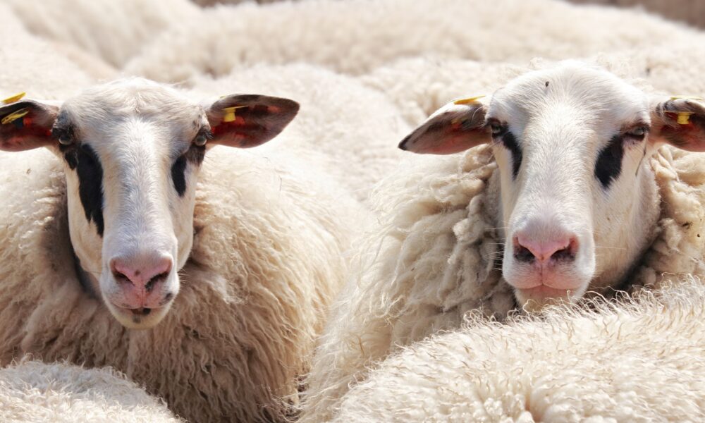 À Fouras, une transhumance ouverte au public pour renouer avec les traditions rurales