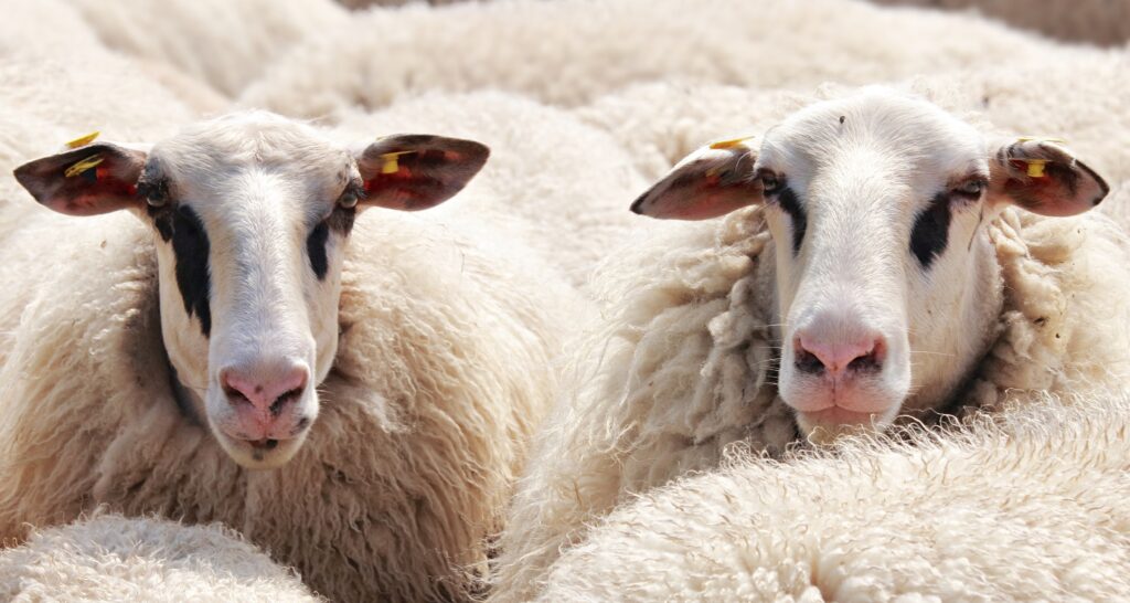 L’image actuelle n’a pas de texte alternatif. Le nom du fichier est : noname_13-sheep-2292802-scaled.jpg