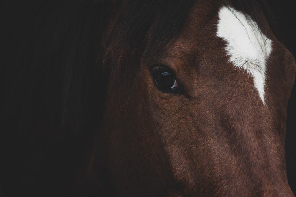 L’image actuelle n’a pas de texte alternatif. Le nom du fichier est : 8618939-horse-6724544_1920.jpg