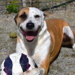Adoption. Le chien BIGGY attend ses nouveaux maîtres à la SPAA d’Angers.