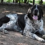 Adoption. MATIS attend ses nouveaux maîtres à la SPAA d’Angers.