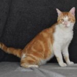 Adoption. Le chat MOKA attend ses nouveaux maîtres à la SPAA d’Angers.