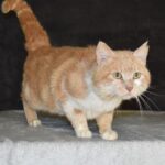 Adoption. ORION attend ses nouveaux maîtres à la SPAA d’Angers.