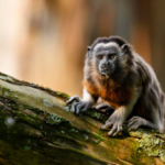 Deux bébés singes volés au zoo de La Palmyre, leur survie suscite l’inquiétude