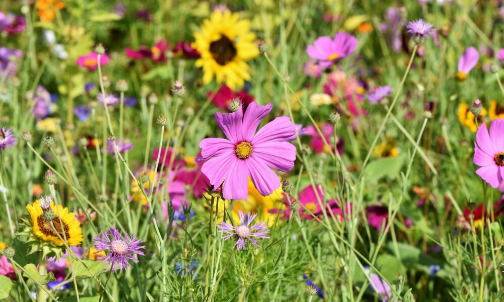 À Saint-Cybard, le jardin de Claire défie la canicule et inspire des milliers d’abonnés