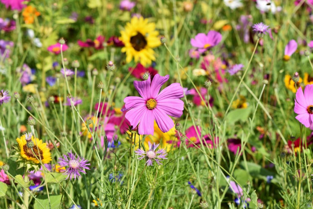 L’image actuelle n’a pas de texte alternatif. Le nom du fichier est : ralphs_fotos-flower-meadow-3598561_1920.jpg