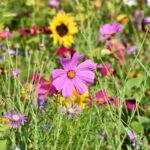 À Saint-Cybard, le jardin de Claire défie la canicule et inspire des milliers d’abonnés