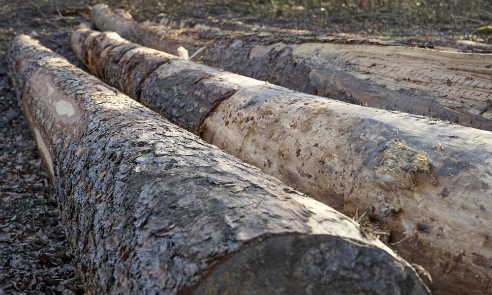 Angoulême : malgré la contestation, l’abattage des arbres de la place New York a débuté