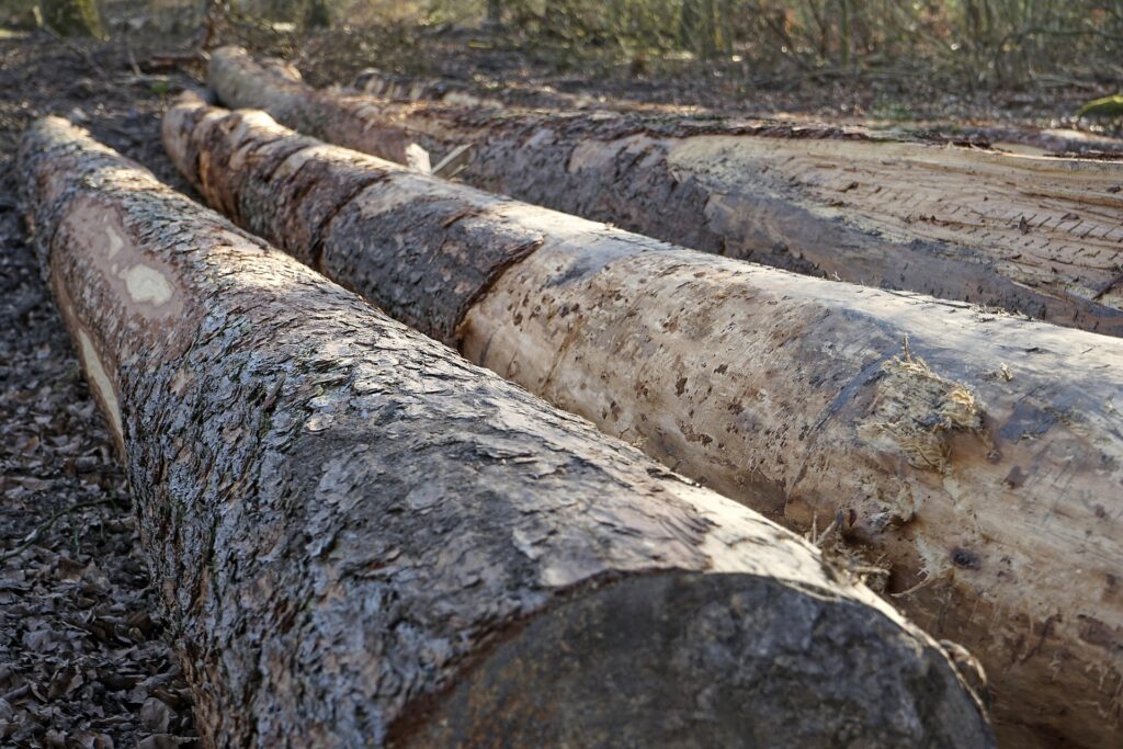 L’image actuelle n’a pas de texte alternatif. Le nom du fichier est : striewa-timber-5043227_1920.jpg