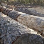 Angoulême : malgré la contestation, l’abattage des arbres de la place New York a débuté