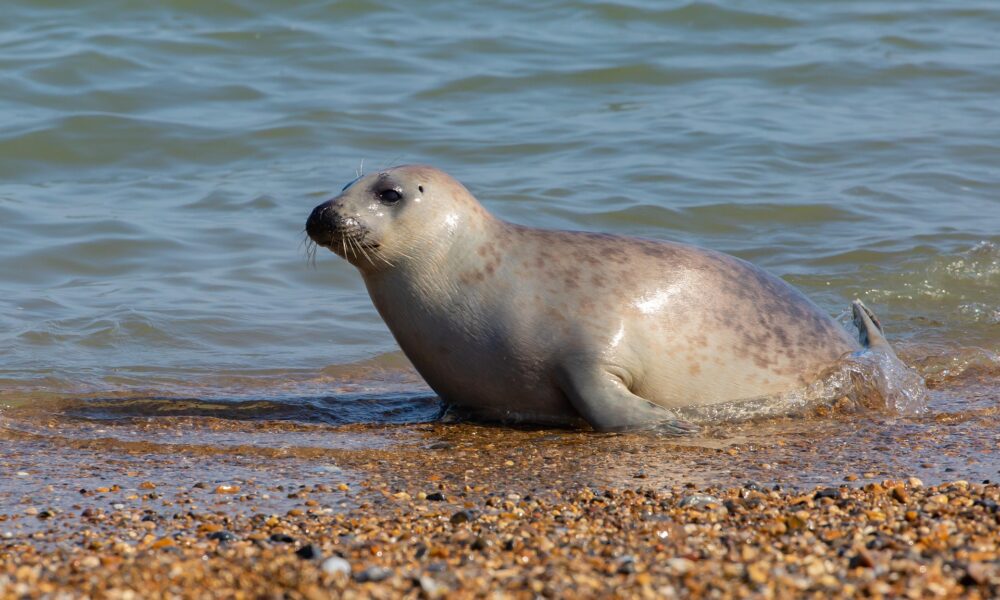 Baie des Veys : le Parc naturel régional appelle à la vigilance pour protéger les phoques pendant les naissances