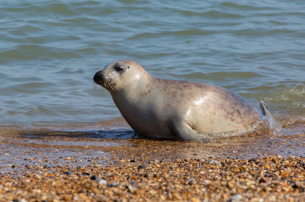 L’image actuelle n’a pas de texte alternatif. Le nom du fichier est : theotherkev-seal-pup-5578028_1920.jpg