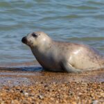 Baie des Veys : le Parc naturel régional appelle à la vigilance pour protéger les phoques pendant les naissances
