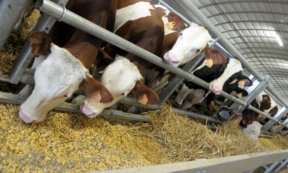 Verrie : Le projet d’un élevage de 560 veaux suscite la polémique entre élus locaux et syndicats agricoles