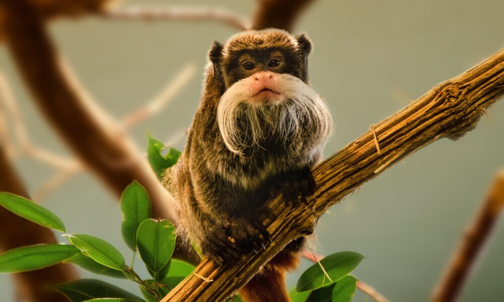 Zoo de la Palmyre : volés ce week-end, deux bébés tamarins empereurs sont en danger de mort