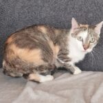 Adoption. FREYA attend ses nouveaux maîtres à la SPAA d’Angers.