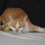 Adoption. Le chat CHEETO attend ses nouveaux maîtres à la SPAA d’Angers.