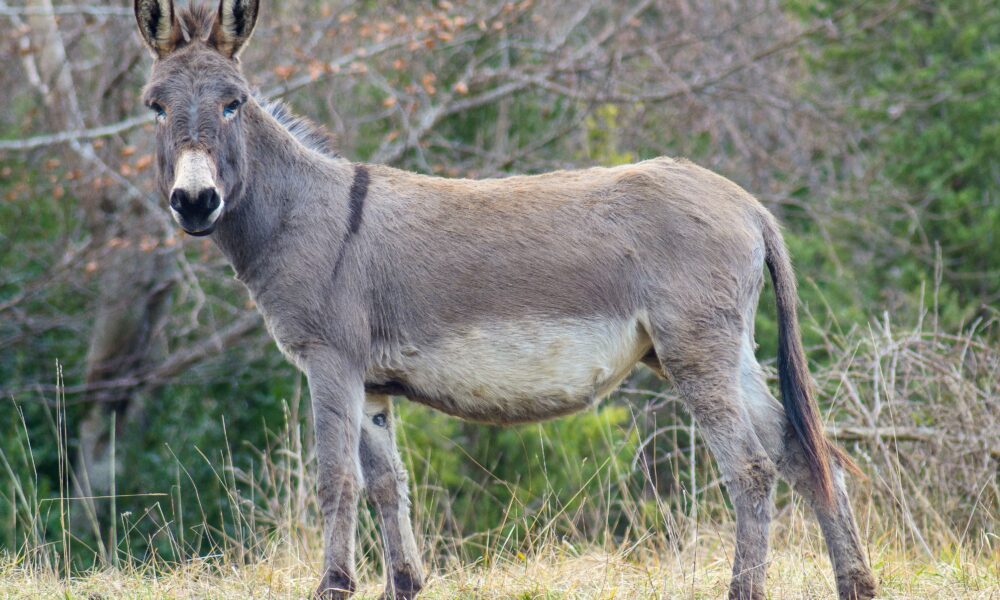 Le Haras national du Pin héberge un lieu de rencontre pour préserver les ânes normands