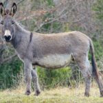 Le Haras national du Pin héberge un lieu de rencontre pour préserver les ânes normands