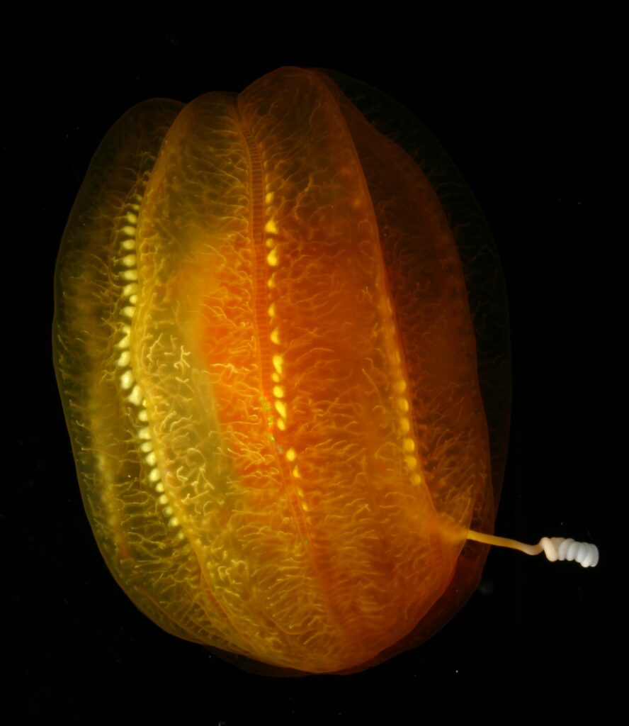 L’image actuelle n’a pas de texte alternatif. Le nom du fichier est : Aulacoctena_cydippid_ctenophore.jpg