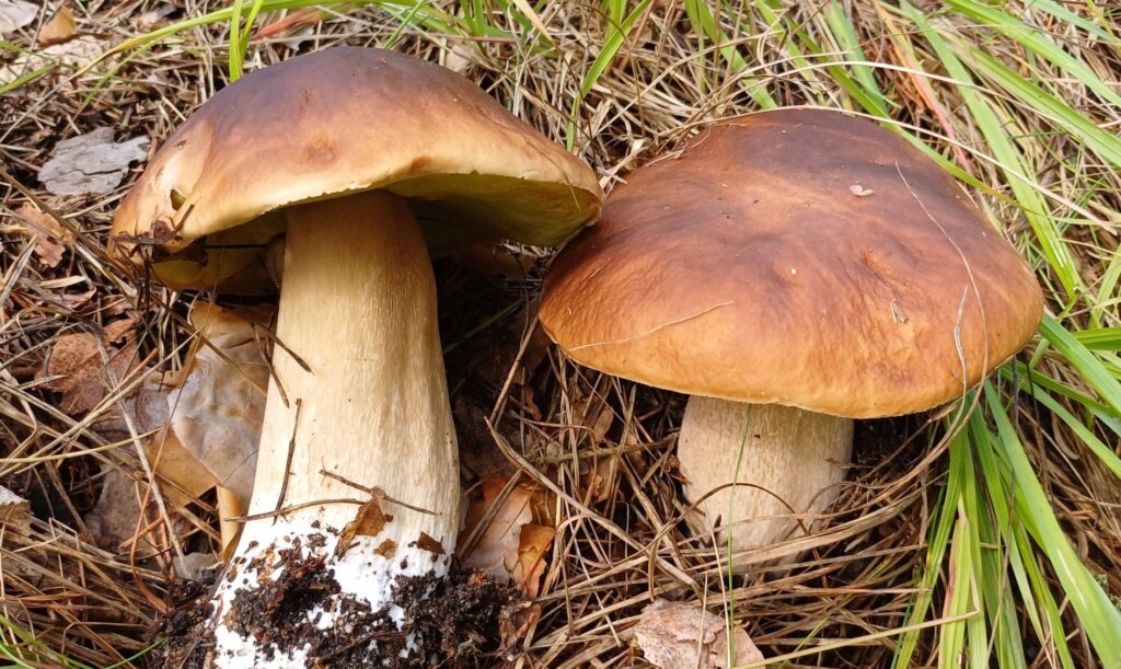 L’image actuelle n’a pas de texte alternatif. Le nom du fichier est : Boletus_edulis_two.jpg